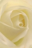 This intimate image envelops you in the heart of a luminous white rose, as though nestled within the petals themselves somewhere quietly enchanting in Holloway. Each spiral is meticulously layered, its creamy matte surface softly glowing under diffused sunlight reminiscent of the gentle mornings near Paradise Park. Brief shadows curl between ivory folds, adding a sense of depth and gentle drama to a bloom that radiates quiet strength. There's a feeling of stillness and gentle clarity-a perfect match for conveying sympathy, admiration, or marking a hopeful new chapter in someone's life in Holloway. As a florist rooted in the local community, I see this rose as an emblem of reverence and care-each petal sculpted with intention, every arrangement assembled to reflect genuine emotion. Close your eyes, and you can almost sense its subtle sweetness mingling with the city's morning air. More than just a flower, this rose stands as a symbol of enduring grace, skilled craftsmanship, and the personal touch that makes every Holloway bouquet a true expression of the area's spirit.